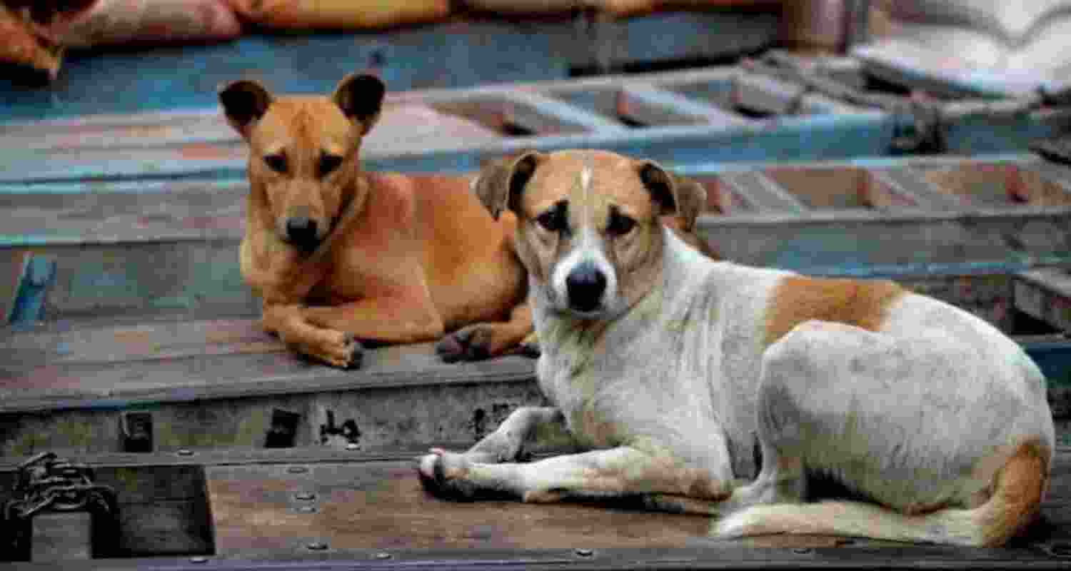 300 stray dogs killed in Telangana; 9 booked 300 stray dogs killed in Telangana; 9 booked