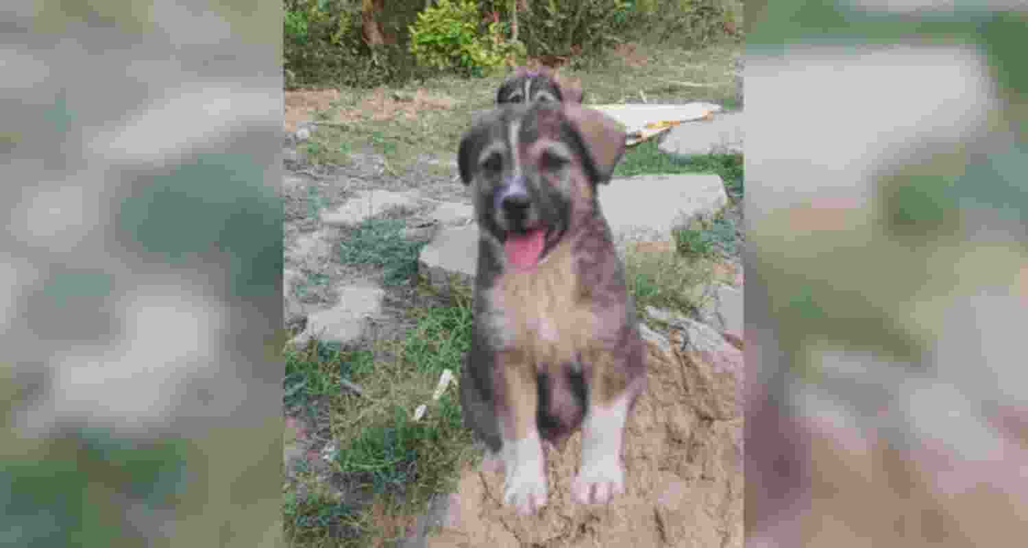 Dog’s timely bark saves 67 in Mandi landslide. Dog’s timely bark saves 67 in Mandi landslide.