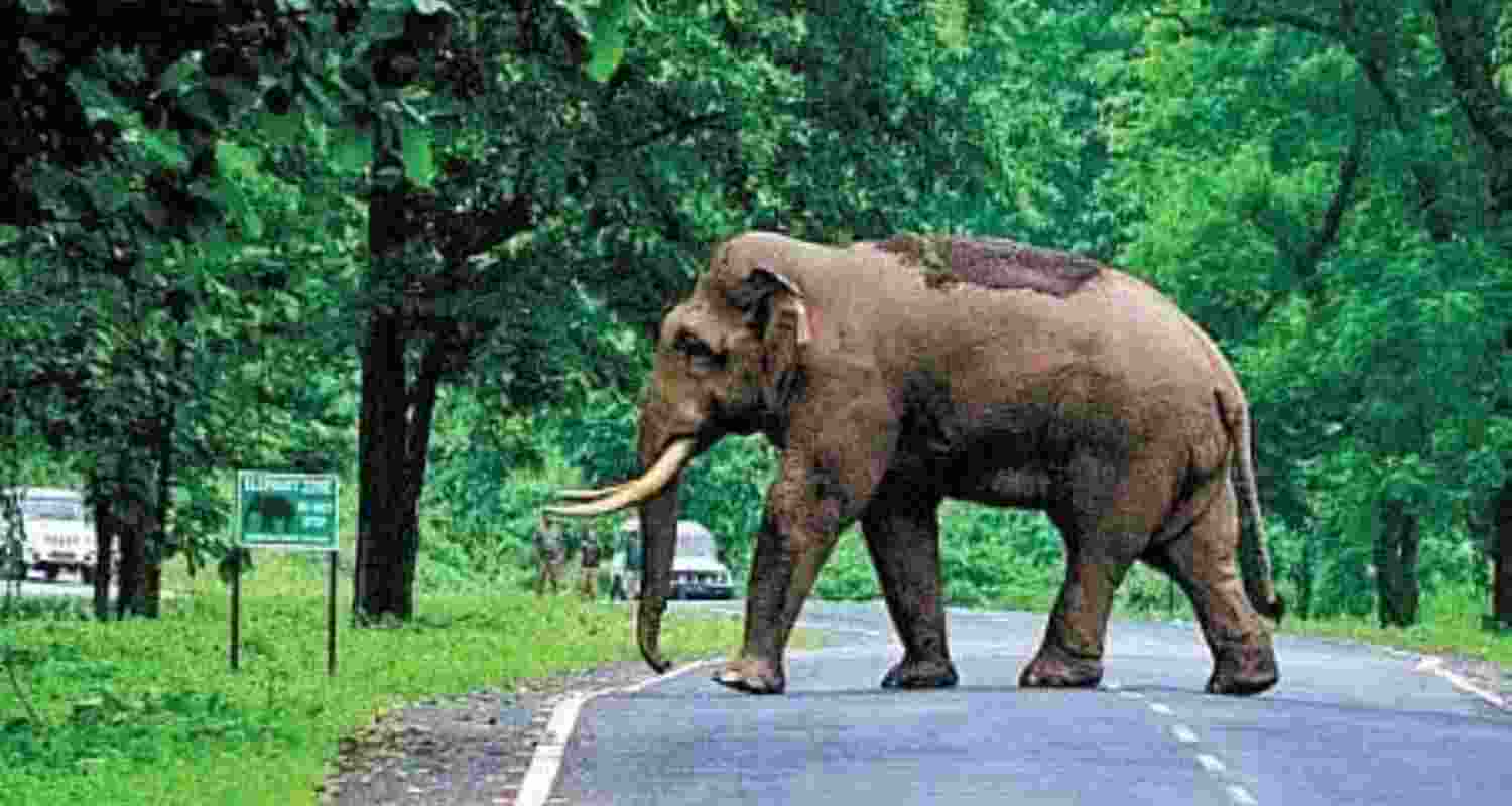 Elephants pull out man from car, trample him to death in J'khand Elephants pull out man from car, trample him to death in J'khand