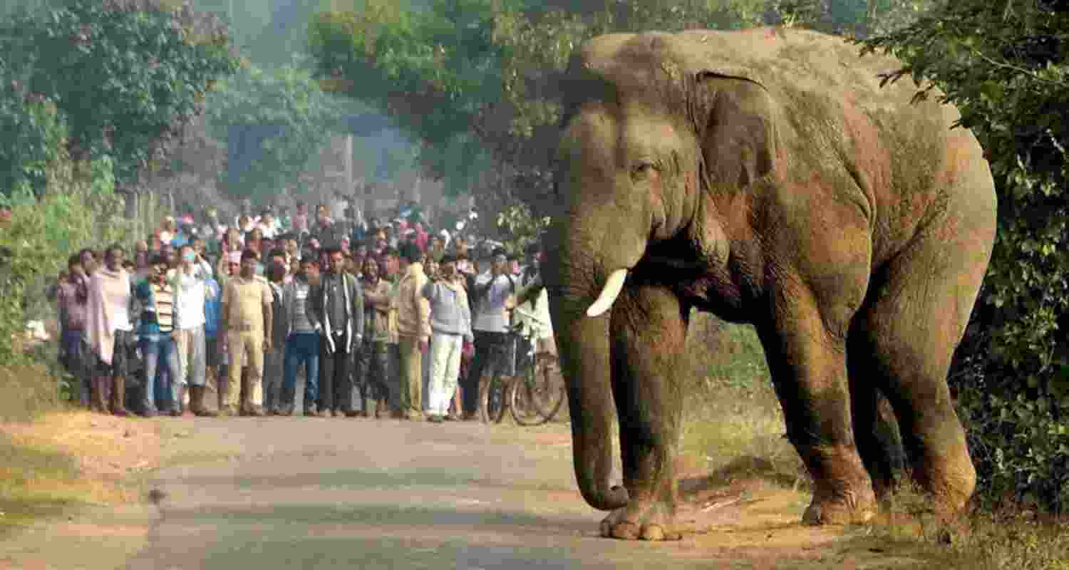 Local residents have expressed strong anger, demanding continuous monitoring of elephant movement, deployment of trained rapid-response teams, and long-term mitigation measures. Local residents have expressed strong anger, demanding continuous monitoring of elephant movement, deployment of trained rapid-response teams, and long-term mitigation measures.