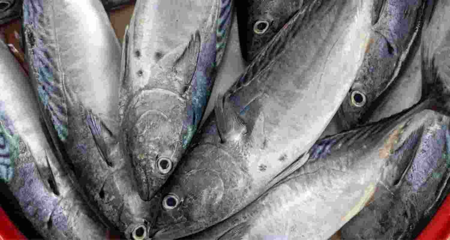 Meghalaya orders tests on fish amid metal contamination fears Meghalaya orders tests on fish amid metal contamination fears