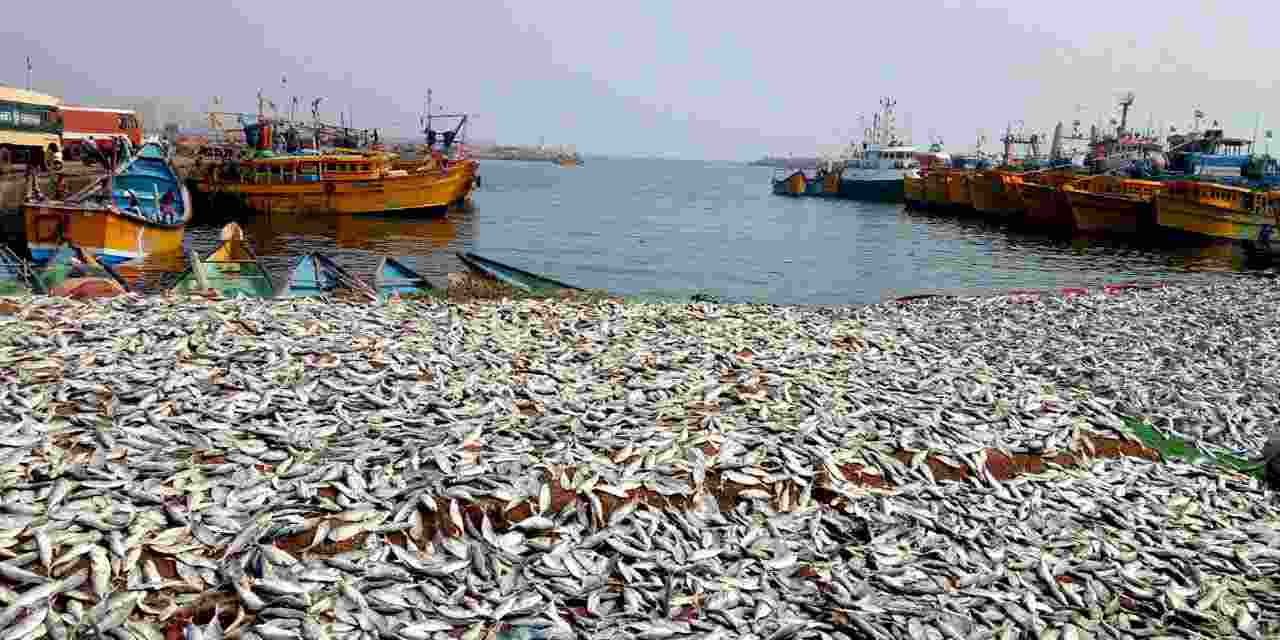 The initiative aims to enhance the utility of the harbour for fishermen through the construction of sheds, repairs, and the provision of vital amenities. The initiative aims to enhance the utility of the harbour for fishermen through the construction of sheds, repairs, and the provision of vital amenities.