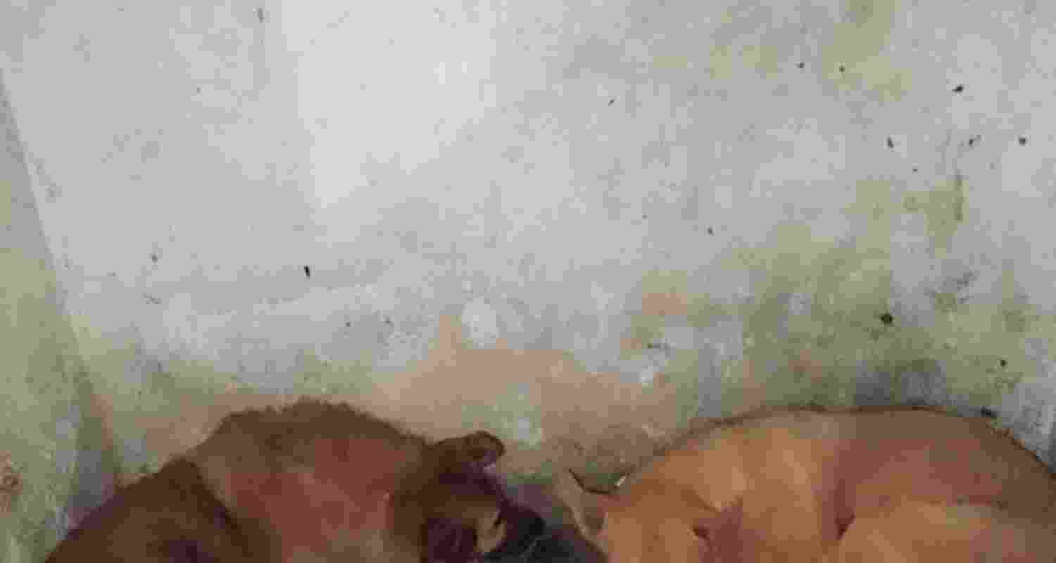 The issue of stray dogs has been doing the rounds on social media since the Supreme Court directed local bodies to permanently shelter dogs that are rabies-infected or reported to be ferocious The issue of stray dogs has been doing the rounds on social media since the Supreme Court directed local bodies to permanently shelter dogs that are rabies-infected or reported to be ferocious