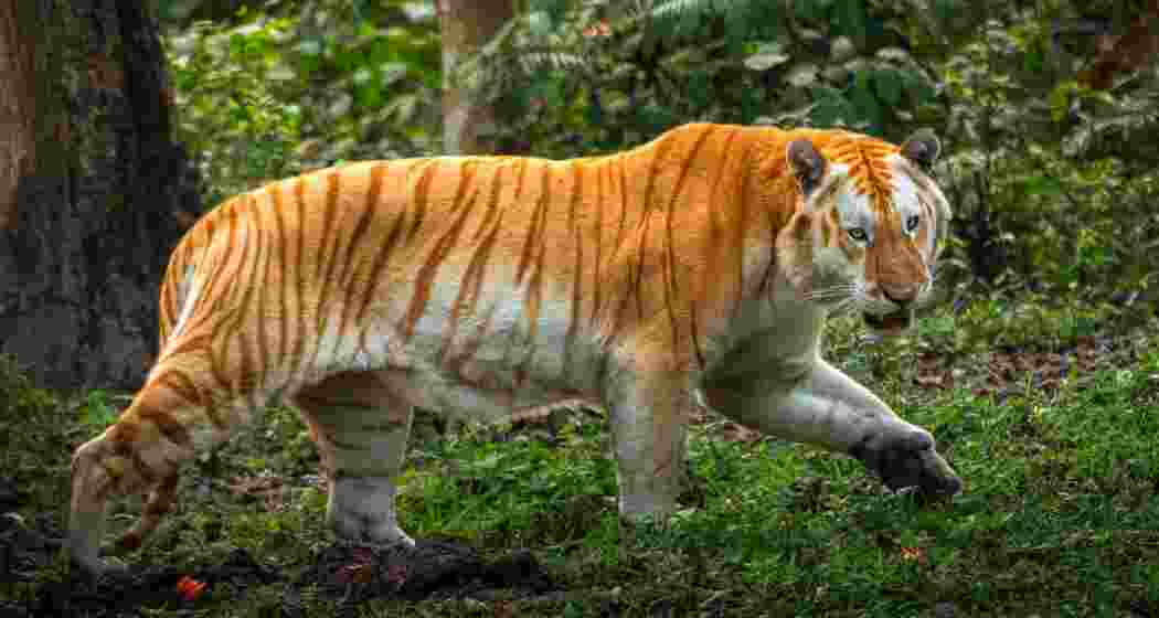 A golden tiger is spotted and photographed by noted wildlife photojournalist and photographer Kulapradip Patowary in Kaziranga National Park. A golden tiger is spotted and photographed by noted wildlife photojournalist and photographer Kulapradip Patowary in Kaziranga National Park.