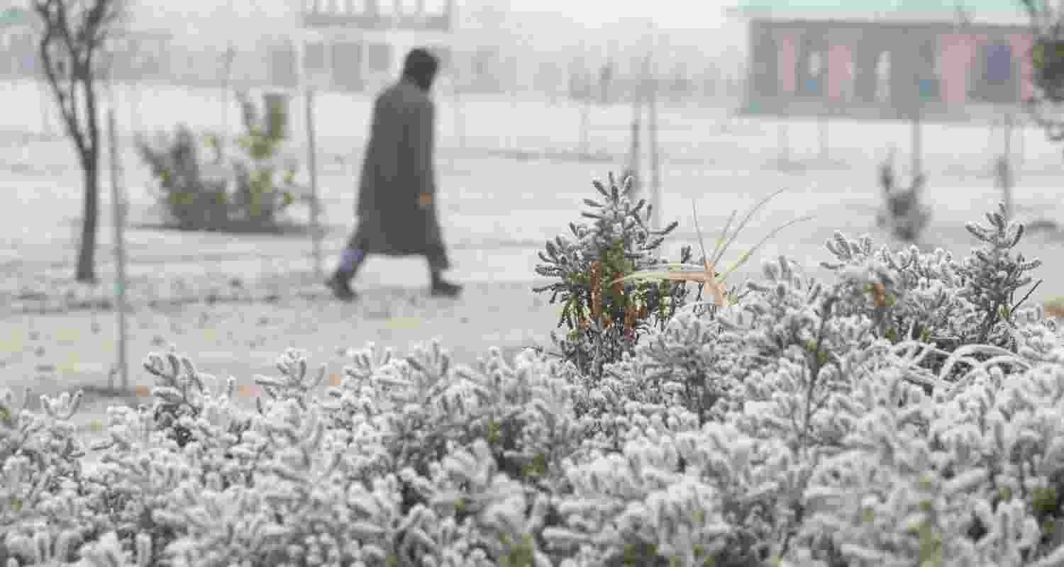 A person walks past frost-covered plantations on a cold winter morning, in Srinagar, Saturday, Nov. 29, 2025. Kashmir is experiencing its coldest November since 2007, with minimum temperatures dipping below the freezing point across several locations, officials said on Friday. A person walks past frost-covered plantations on a cold winter morning, in Srinagar, Saturday, Nov. 29, 2025. Kashmir is experiencing its coldest November since 2007, with minimum temperatures dipping below the freezing point across several locations, officials said on Friday.