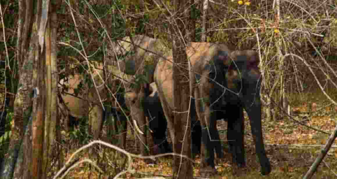 The incidents occurred late Tuesday night within the jurisdictions of Noamundi and Hatgamariah police stations. Forest department officials also reported that four others sustained injuries during the attacks. The incidents occurred late Tuesday night within the jurisdictions of Noamundi and Hatgamariah police stations. Forest department officials also reported that four others sustained injuries during the attacks.