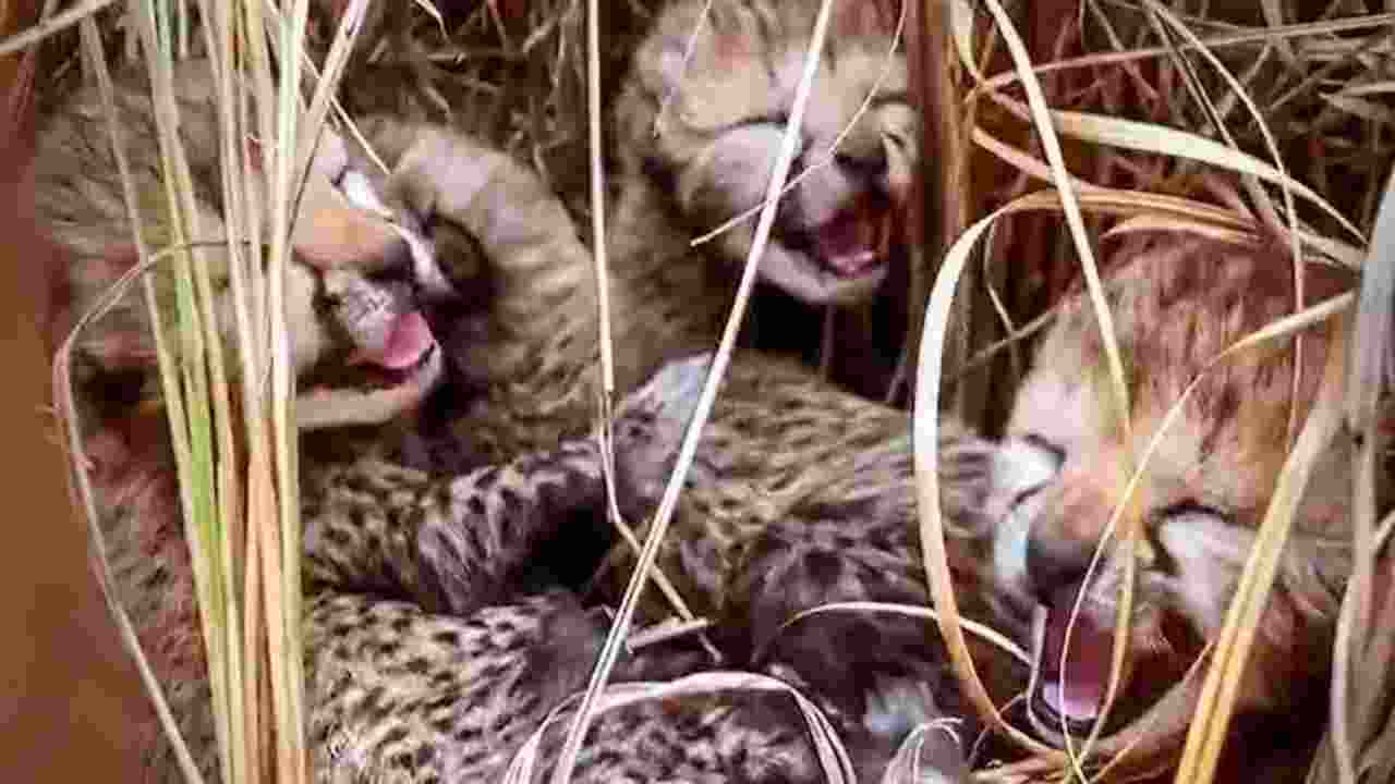 Cheetah Neerva’s cubs born in MP’s Kuno National Park Cheetah Neerva’s cubs born in MP’s Kuno National Park