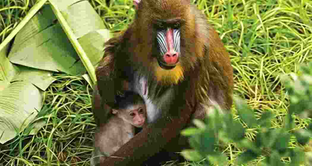 Bengal Safari Park in North Bengal has welcomed the successful breeding of endangered mandrill. Bengal Safari Park in North Bengal has welcomed the successful breeding of endangered mandrill.