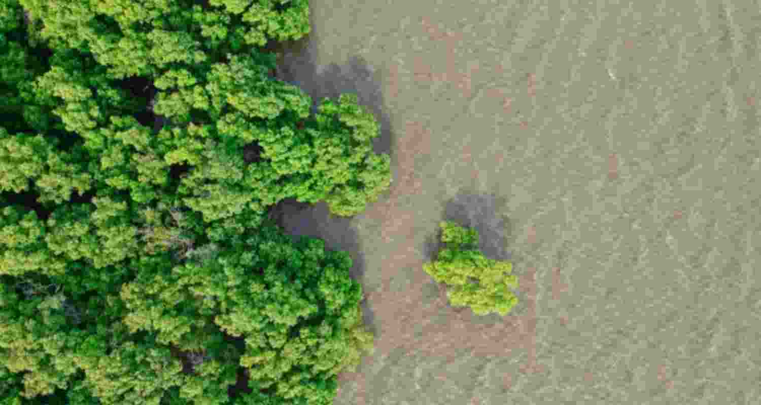 Mangroves extinct alert Mangroves extinct alert