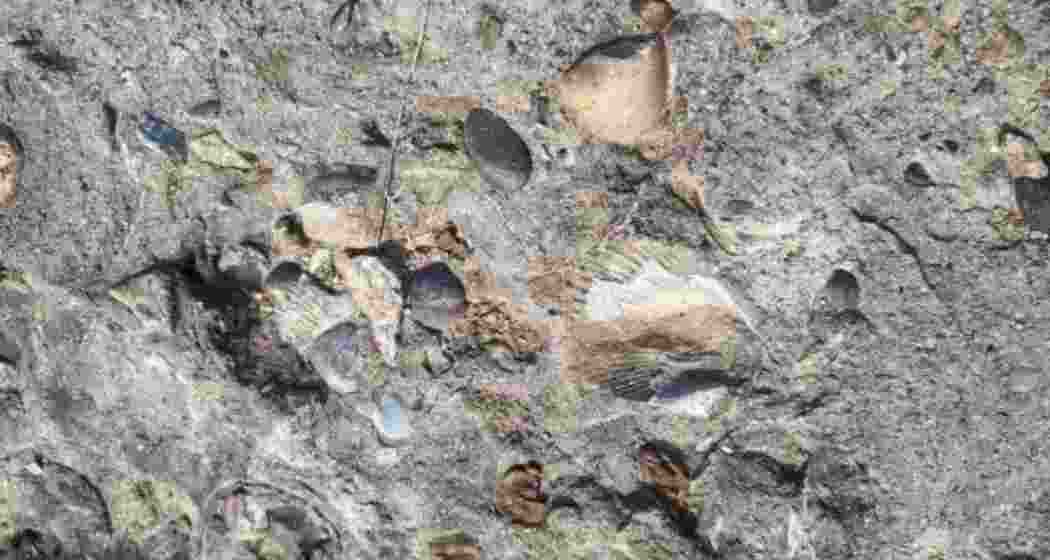 The signs of marine fossils presence discovered in Chhattisgarh. The signs of marine fossils presence discovered in Chhattisgarh.