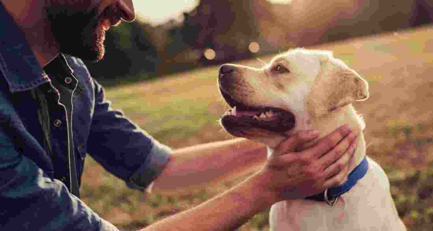 Owning pets may not improve mental health, study reveals Owning pets may not improve mental health, study reveals