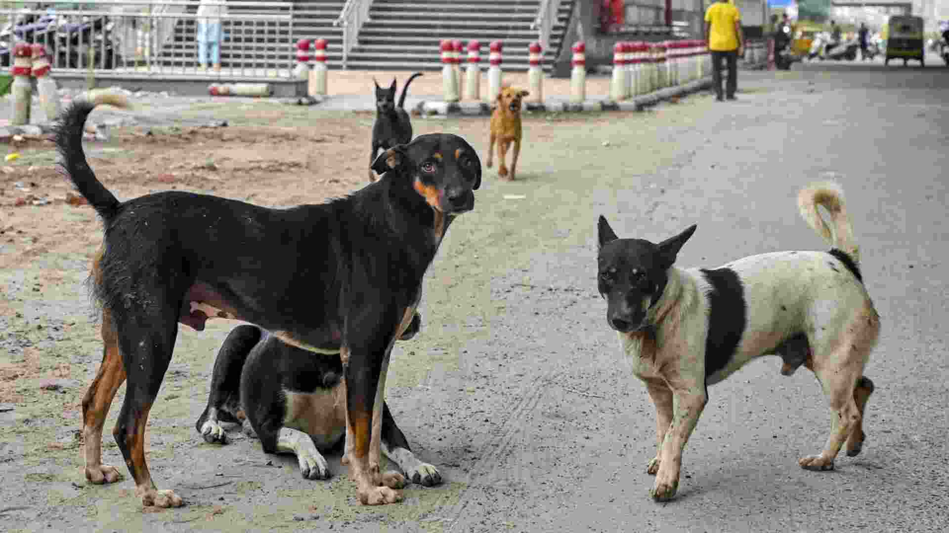 Delhi govt hails order on stray dogs, says it needs infra, funds Delhi govt hails order on stray dogs, says it needs infra, funds