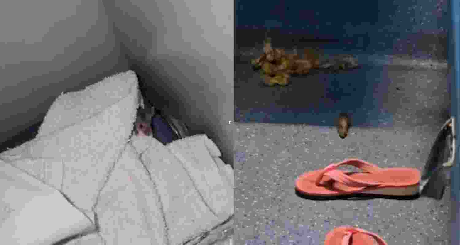 Rats in AC coach of South Bihar Express; railways responds Rats in AC coach of South Bihar Express; railways responds