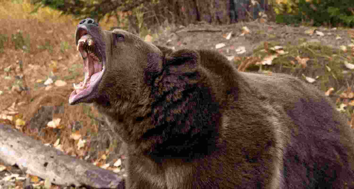 Representational image. Representational image.