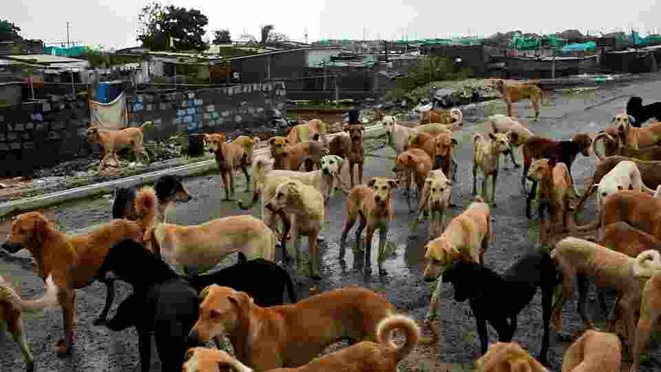 'Do not make it a contest': SC remark on YT videos on stray dogs 'Do not make it a contest': SC remark on YT videos on stray dogs