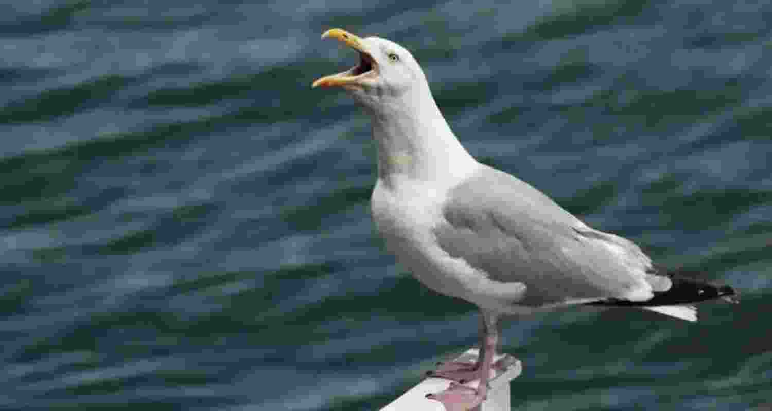 Yell at the seagulls; it works! Yell at the seagulls; it works!
