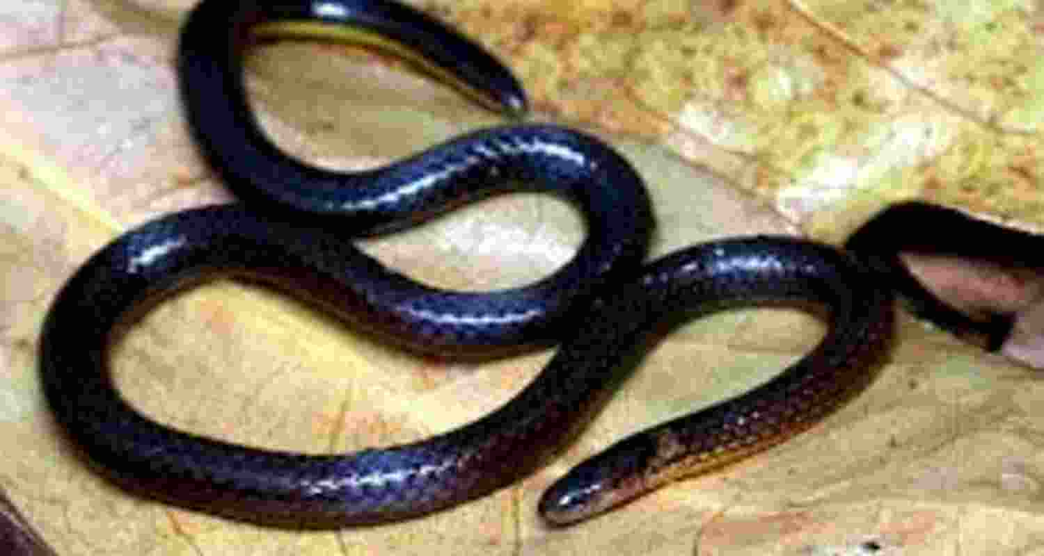 Non-venomous reed snake species found in Mizoram Non-venomous reed snake species found in Mizoram