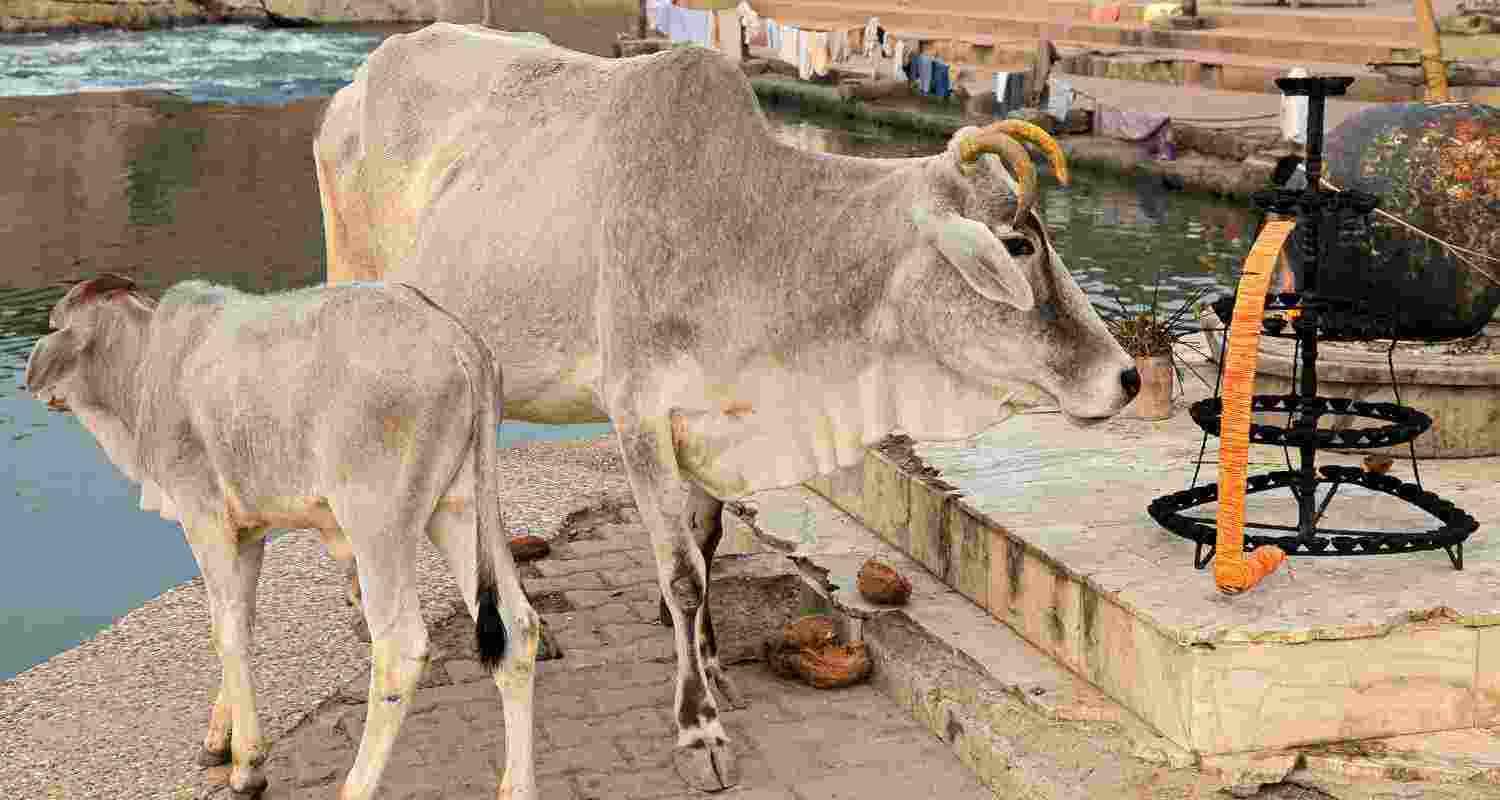 Sheltering stray cattle: U’khand govt to give ₹12,000 per month Sheltering stray cattle: U’khand govt to give ₹12,000 per month