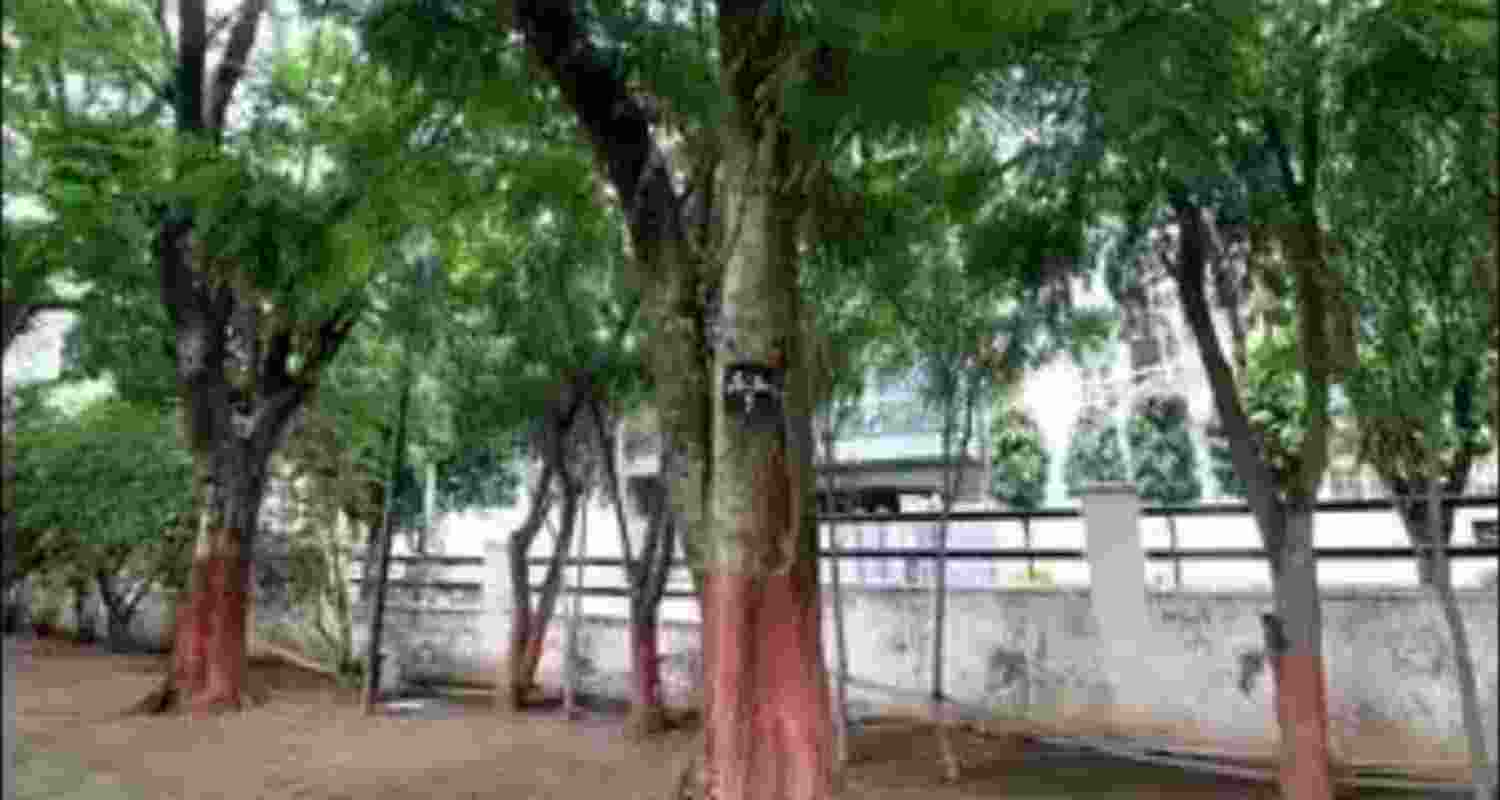 DLF residents have tagged the trees to prevent felling. DLF residents have tagged the trees to prevent felling.