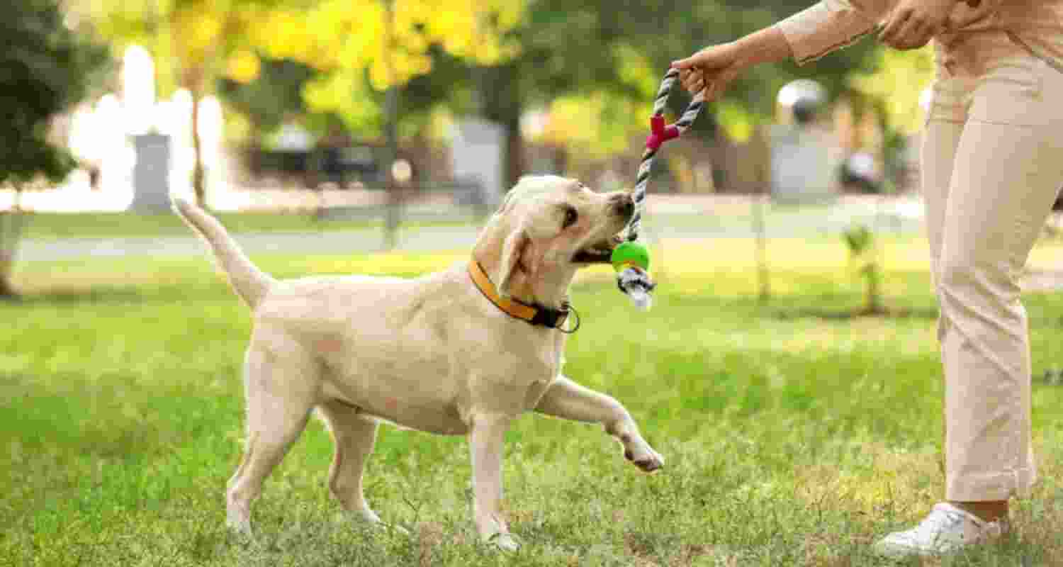 Boost your health and happiness with your pet Boost your health and happiness with your pet