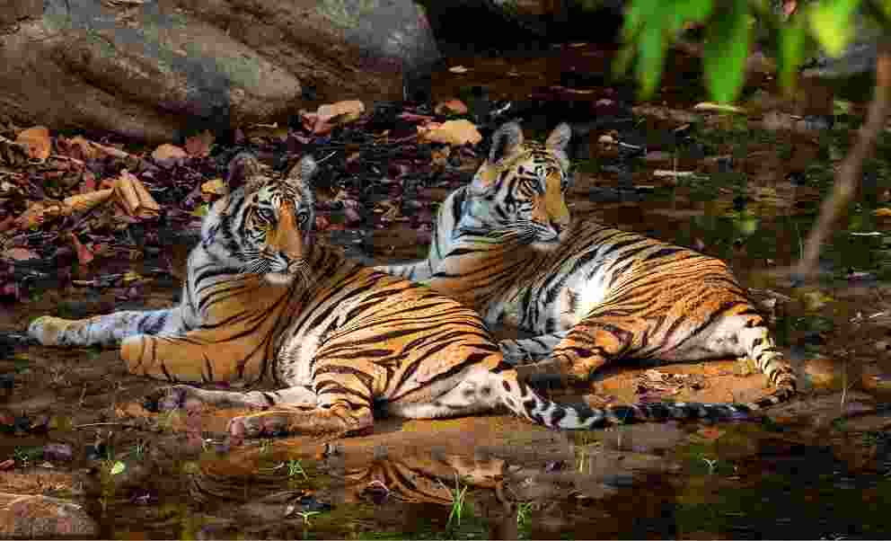 NTCA approves translocation of tigers from MP to Chhattisgarh, Rajasthan and Odisha NTCA approves translocation of tigers from MP to Chhattisgarh, Rajasthan and Odisha