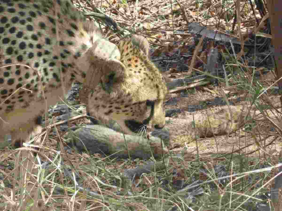 Kuno National Park witnesses record-breaking cheetah birth: Six cubs born to mother Gamini Kuno National Park witnesses record-breaking cheetah birth: Six cubs born to mother Gamini