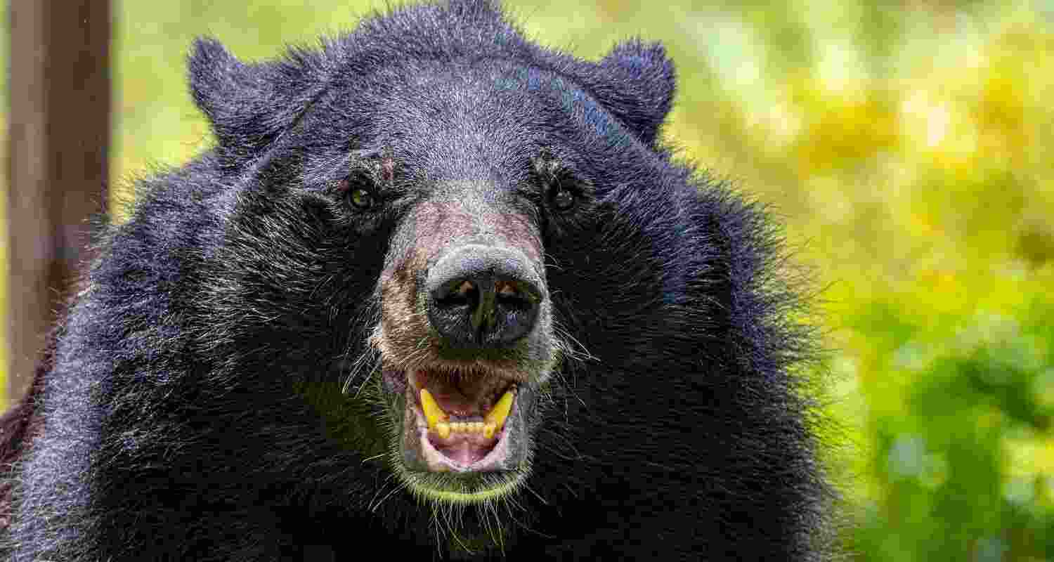 Representative Image. Representative Image.