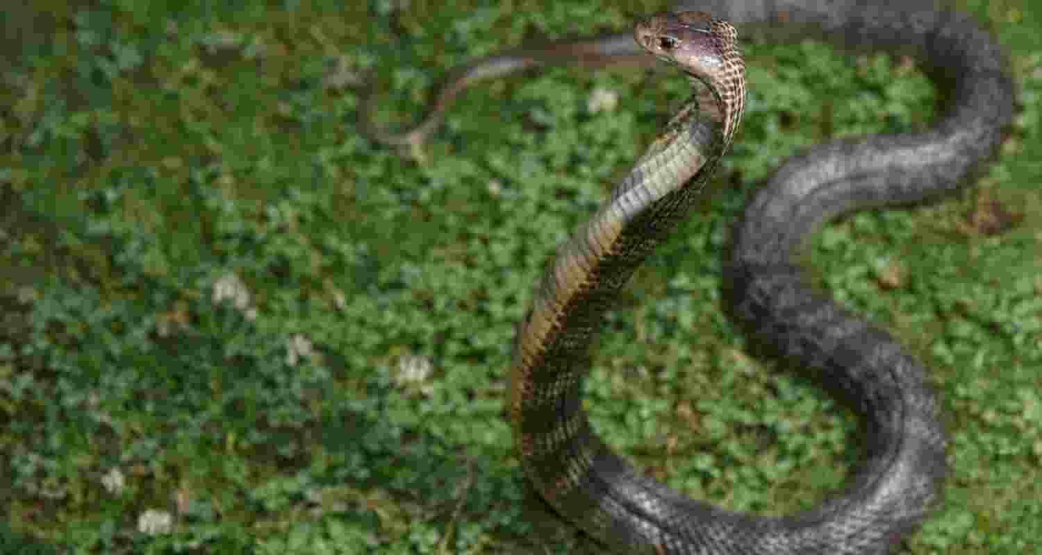 A photograph of Central Asian Cobra taken from Chamba district by snake conservationist Vishal Santra. A photograph of Central Asian Cobra taken from Chamba district by snake conservationist Vishal Santra.
