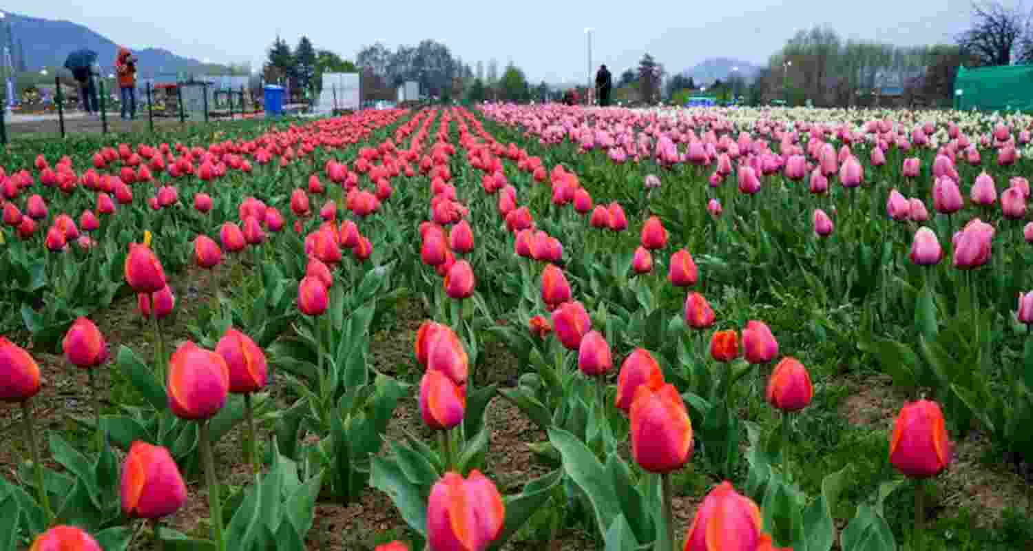 Asia's largest Tulip Garden in Srinagar. Asia's largest Tulip Garden in Srinagar.