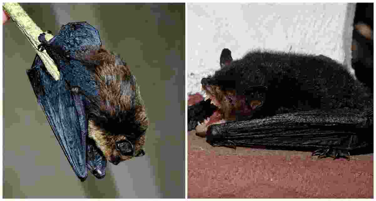 The two bat species recorded in India for the first time during biodiversity surveys in Mizoram. — PC: Zoological Survey of India (ZSI) The two bat species recorded in India for the first time during biodiversity surveys in Mizoram. — PC: Zoological Survey of India (ZSI)