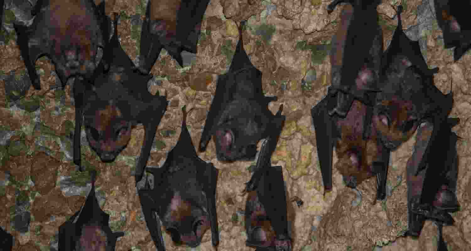 Around 200 bats were found dead in Chhattisgarh's Korba district, with officials suspecting heatstroke amid intense heatwave conditions. Around 200 bats were found dead in Chhattisgarh's Korba district, with officials suspecting heatstroke amid intense heatwave conditions.