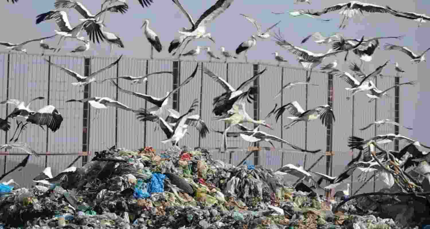 Birds spreading plastic pollution Birds spreading plastic pollution