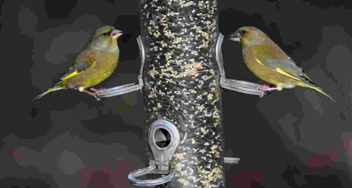 Top tips for disease-free bird feeding Top tips for disease-free bird feeding
