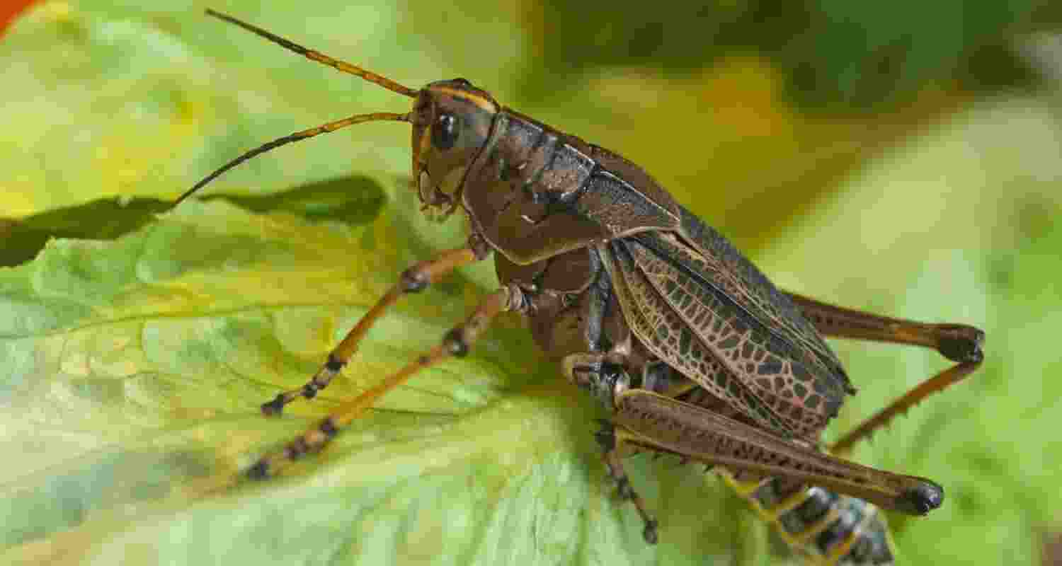 Canadians will eat anything as long as it is camouflaged Canadians will eat anything as long as it is camouflaged