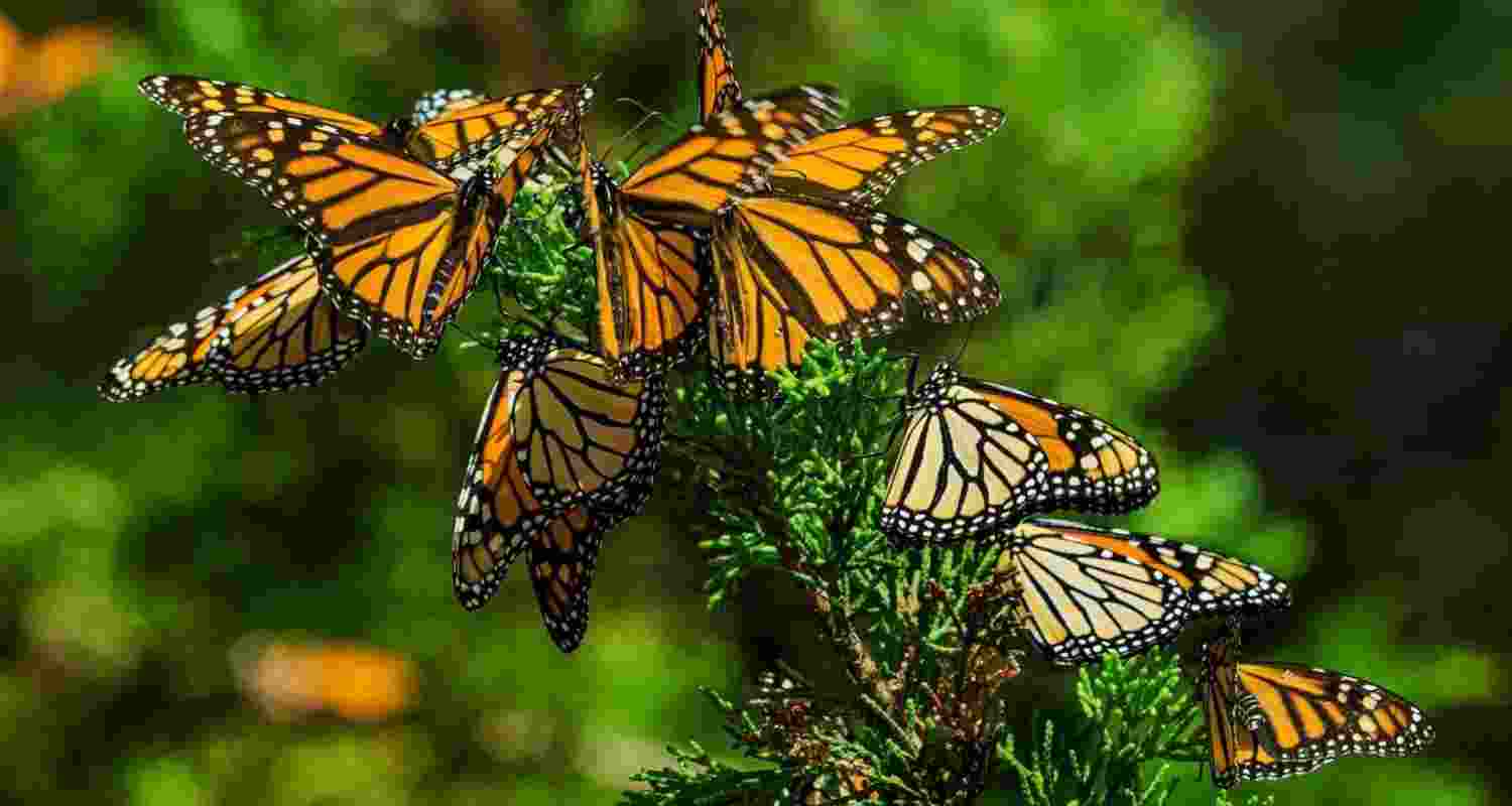 Global butterfly index is key to saving insects Global butterfly index is key to saving insects