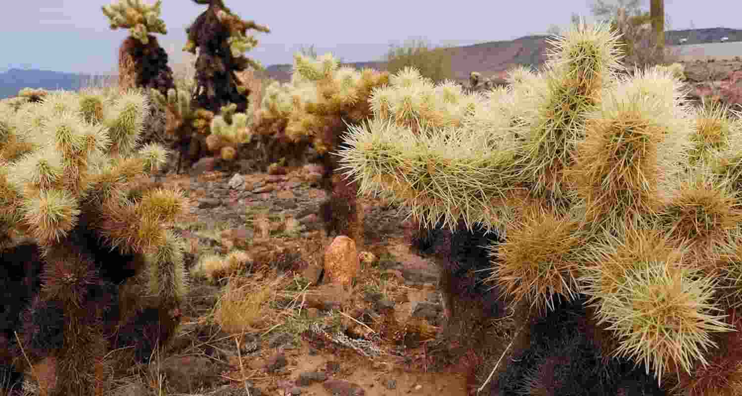 Spines, fangs, love darts: Nature’s most dangerous puncture tools Spines, fangs, love darts: Nature’s most dangerous puncture tools