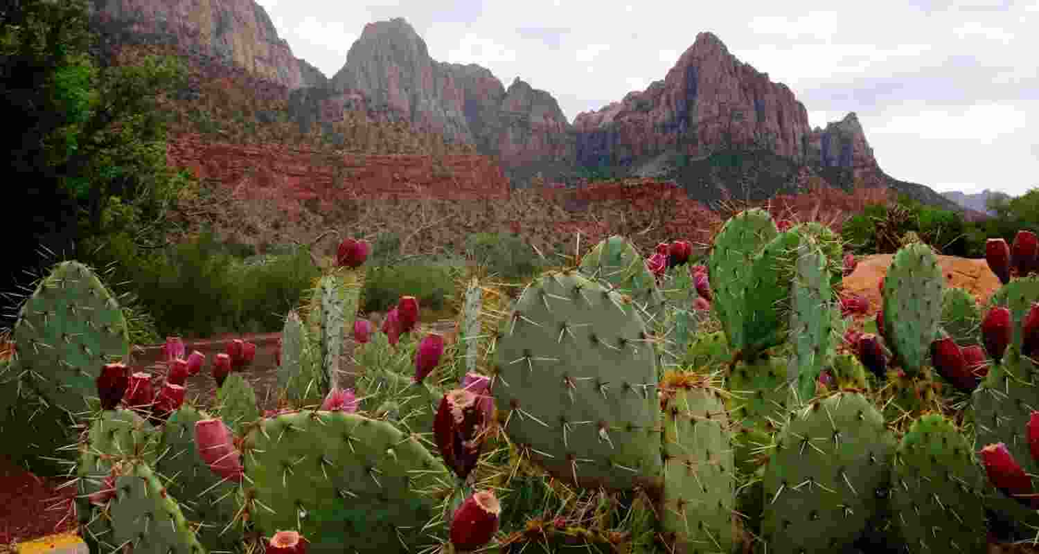 Cacti offer clues to evolutionary mystery Cacti offer clues to evolutionary mystery