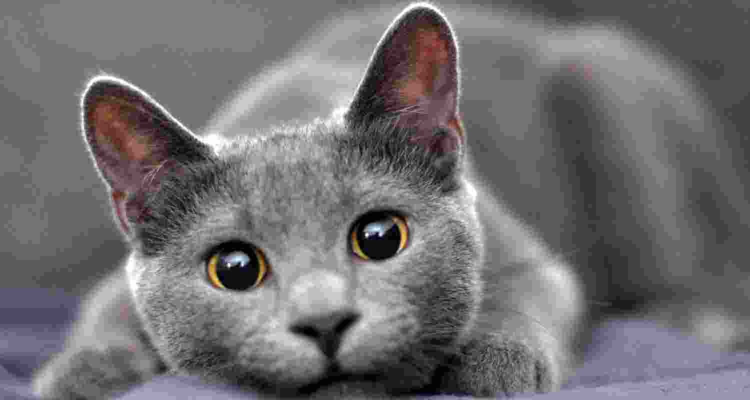 Cat allergies: Busting the myth Cat allergies: Busting the myth