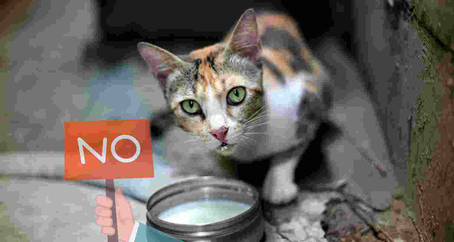 Why Cats shouldn't drink milk? Why Cats shouldn't drink milk?