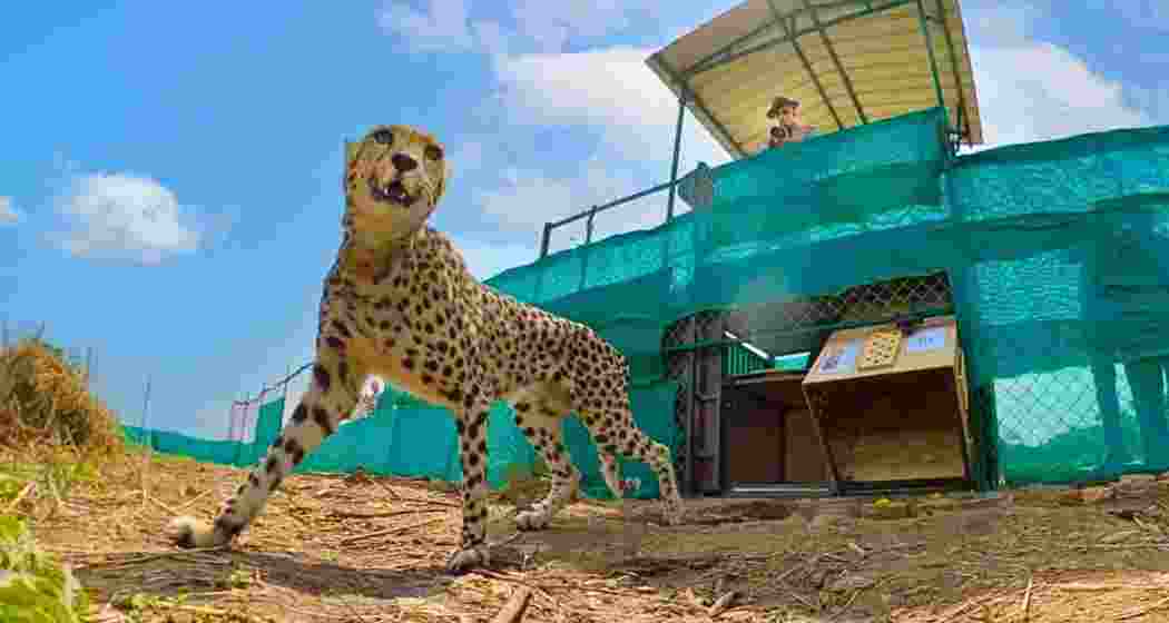 The cheetahs were released into Kuno National Park in Madhya Pradesh in 2022 by Prime Minister Narendra Modi. The cheetahs were released into Kuno National Park in Madhya Pradesh in 2022 by Prime Minister Narendra Modi.