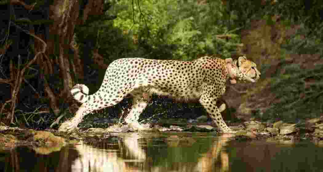A cheetah takes a walk near a water stream inside Kuno National Park in Madhya Pradesh. A cheetah takes a walk near a water stream inside Kuno National Park in Madhya Pradesh.