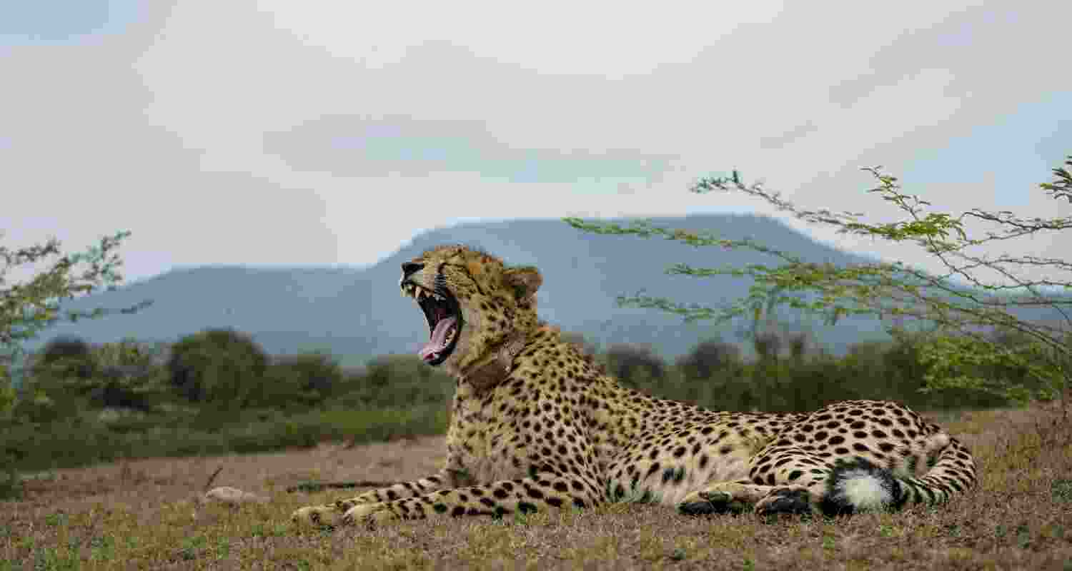 ‘Project Cheetah’ is India’s world-first intercontinental translocation project, which was kick-started on September 17, 2022, with the aim to reintroduce the cheetah in India, after it went extinct in the country in 1952 ‘Project Cheetah’ is India’s world-first intercontinental translocation project, which was kick-started on September 17, 2022, with the aim to reintroduce the cheetah in India, after it went extinct in the country in 1952