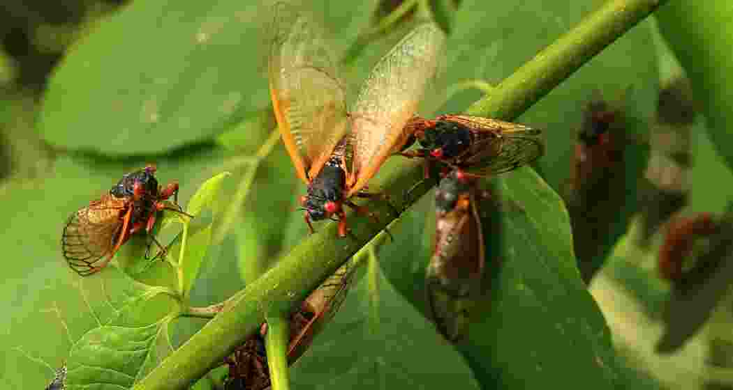 Periodical cicadas emerge on plants. (Representational image) Periodical cicadas emerge on plants. (Representational image)