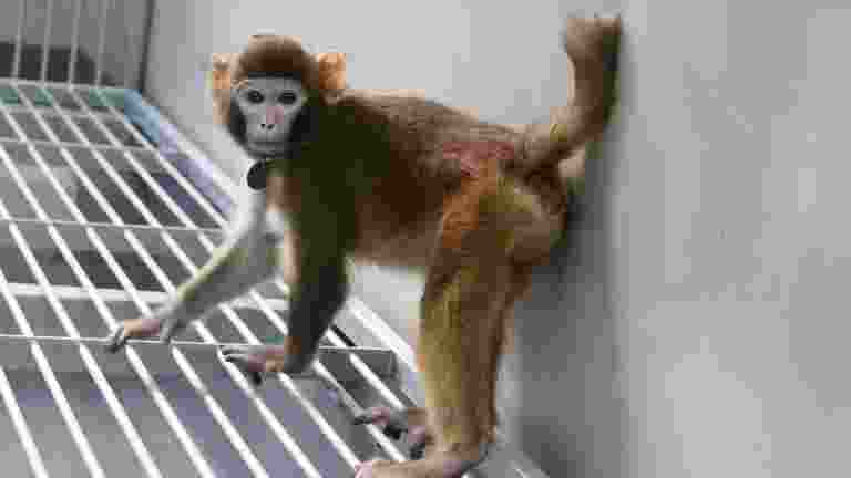 Scientists in China have announced that they have cloned the first healthy rhesus monkey (macaca mulatta) Scientists in China have announced that they have cloned the first healthy rhesus monkey (macaca mulatta)
