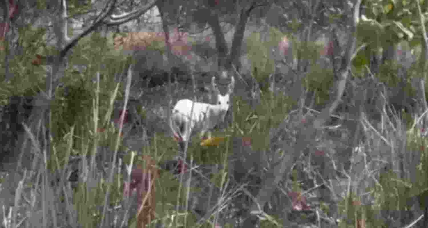 The visuals shared online show the deer’s pale coat standing out sharply against the dense greenery of the national park, making the rare animal easily distinguishable in its natural habitat. The visuals shared online show the deer’s pale coat standing out sharply against the dense greenery of the national park, making the rare animal easily distinguishable in its natural habitat.