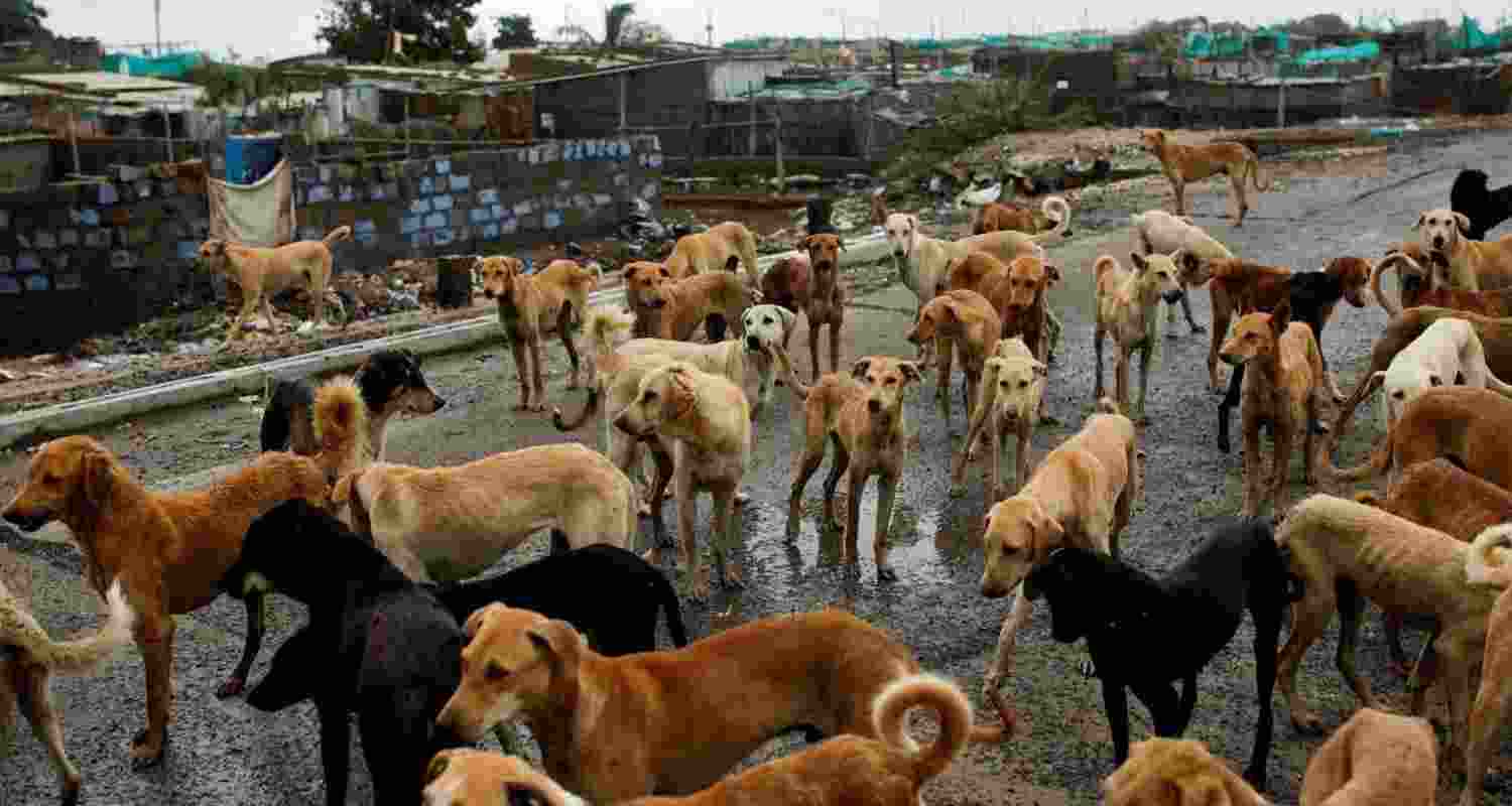 In a country with such a huge population, it will be impossible to wish away stray animals, dogs in particular. In a country with such a huge population, it will be impossible to wish away stray animals, dogs in particular.