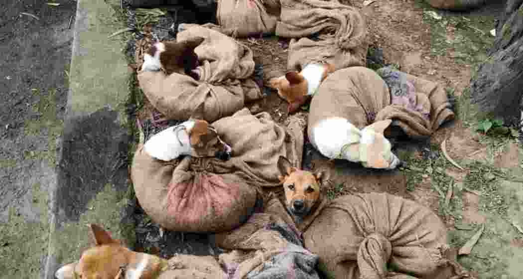 Three former dog meat wholesalers surrendered 18 dogs after quitting the trade in Nagaland under a livelihood transition programme supported by animal welfare organisations. — Representational image. Three former dog meat wholesalers surrendered 18 dogs after quitting the trade in Nagaland under a livelihood transition programme supported by animal welfare organisations. — Representational image.