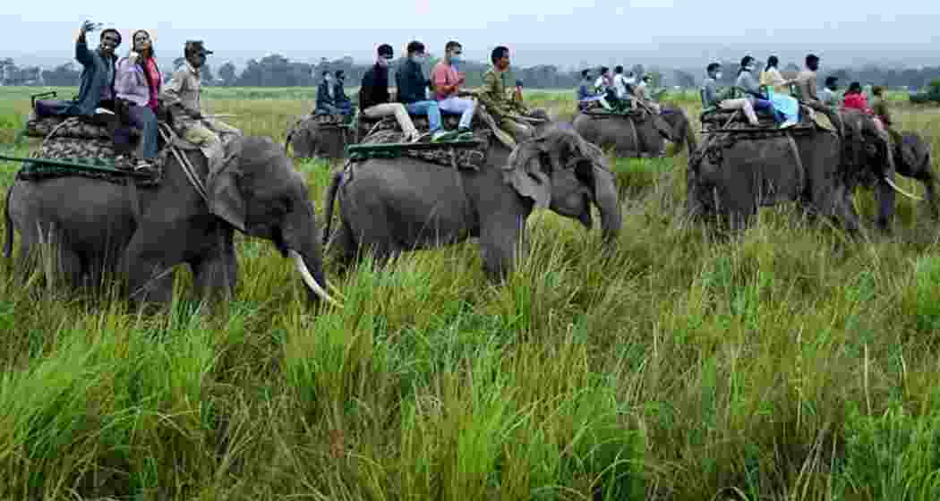 Tourists explore Kaziranga National Park and Tiger Reserve, which recorded its highest-ever footfall in 2025–26, drawing nearly 4.7 lakh visitors to the famed wildlife reserve. Tourists explore Kaziranga National Park and Tiger Reserve, which recorded its highest-ever footfall in 2025–26, drawing nearly 4.7 lakh visitors to the famed wildlife reserve.