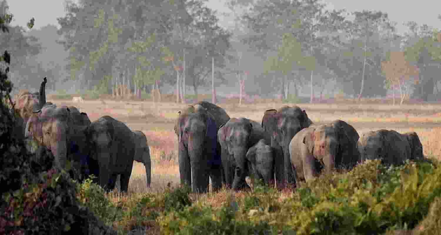 Six killed in elephant attack Six killed in elephant attack