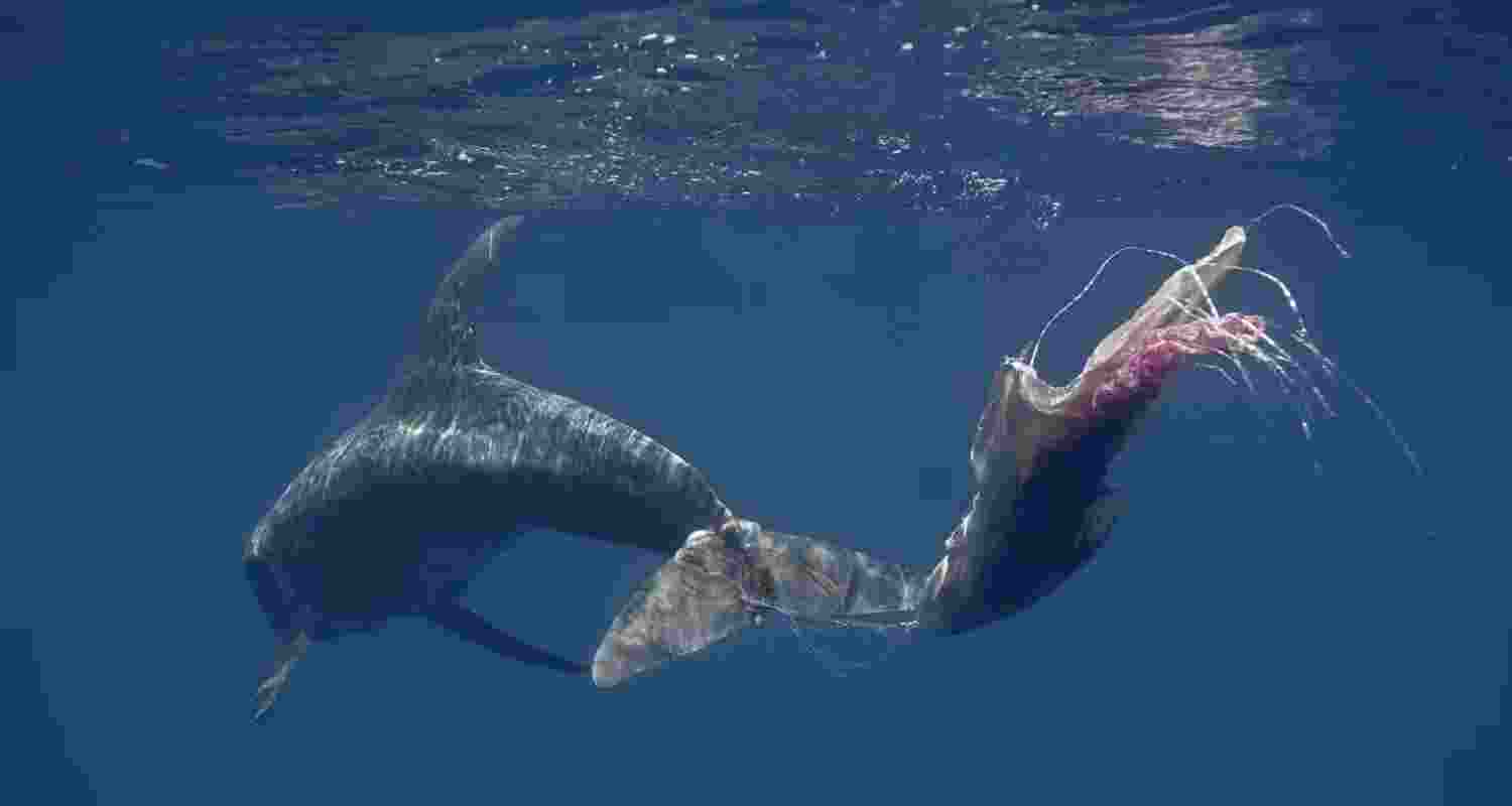 Early intervention saves entangled whales Early intervention saves entangled whales